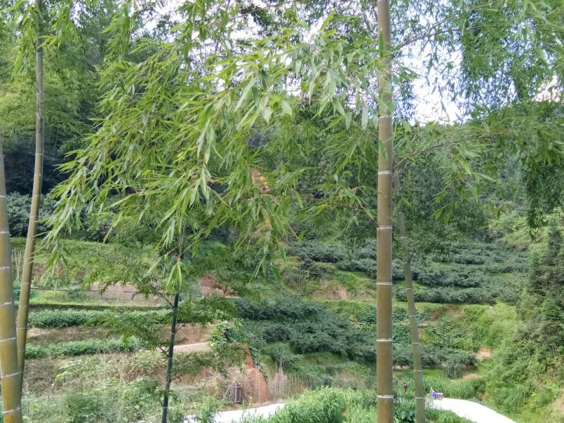 锦绣黄桃3~4两