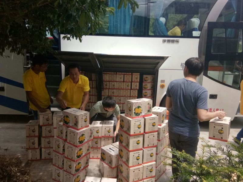 锦绣黄桃3~4两