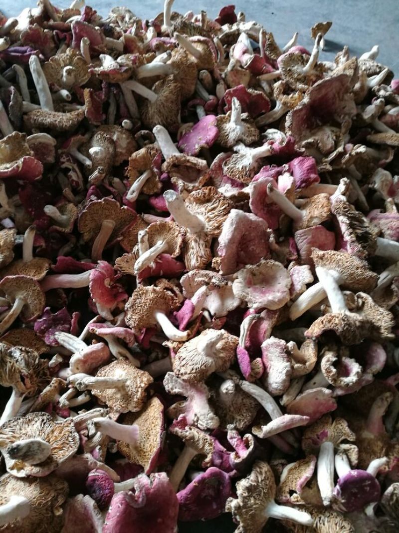 红菇新鲜上市农户直发，欢迎新老朋友看货选货