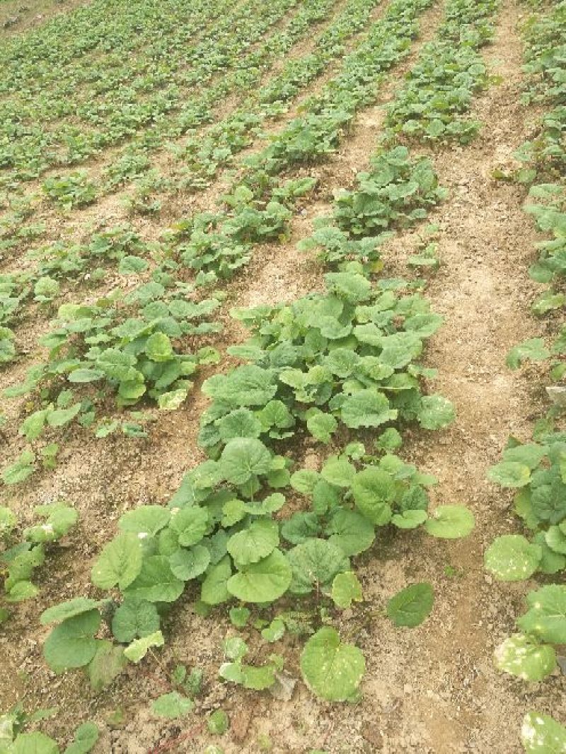 大黄种苗利川大黄湖北大黄正宗马蹄大黄种苗