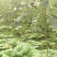 大黄种苗利川大黄湖北大黄正宗马蹄大黄种苗