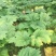 大黄种苗利川大黄湖北大黄正宗马蹄大黄种苗