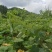 大黄种苗利川大黄湖北大黄正宗马蹄大黄种苗