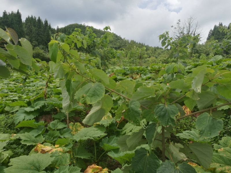大黄种苗利川大黄湖北大黄正宗马蹄大黄种苗