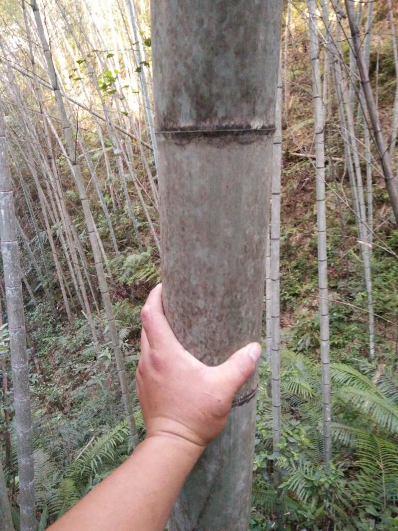 南竹毛竹最长只能7米