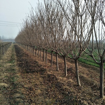 6公分樱花价泰安樱花基地
