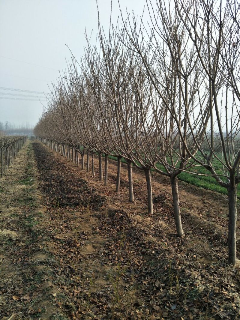 6公分樱花价泰安樱花基地