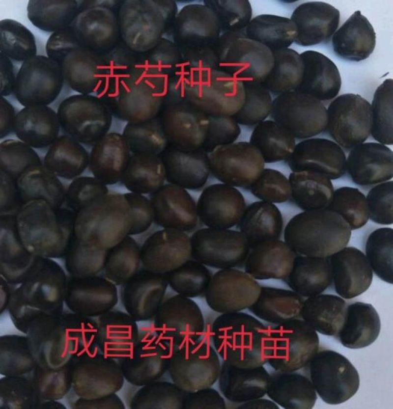 赤芍种子