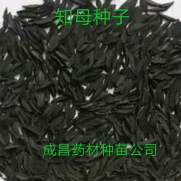 知母种子