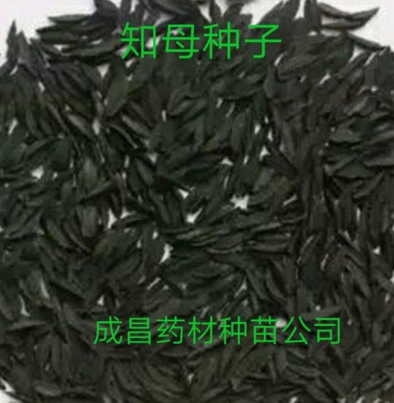 知母种子