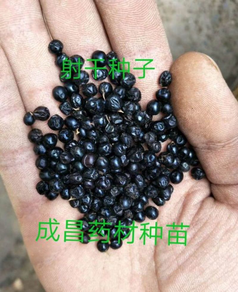 射干种子