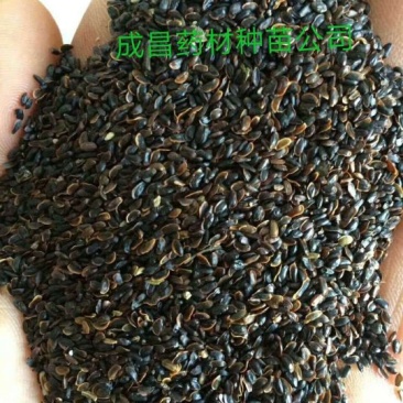 桔梗种子