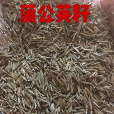 蒲公英种子