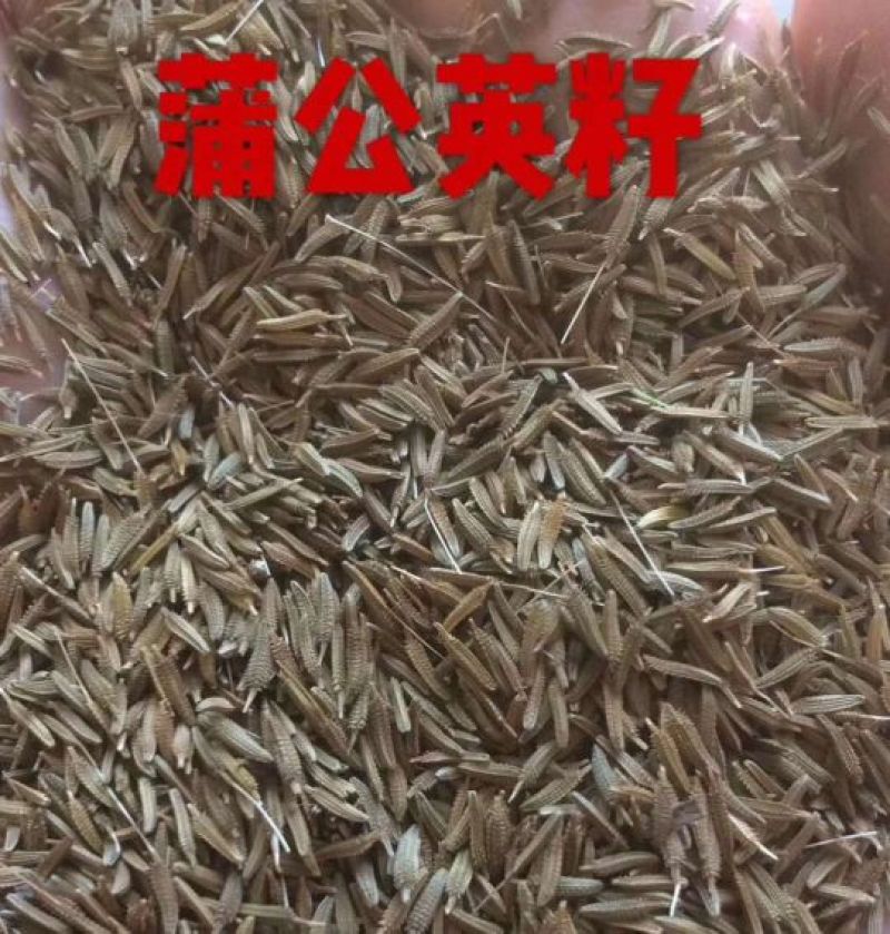 蒲公英种子