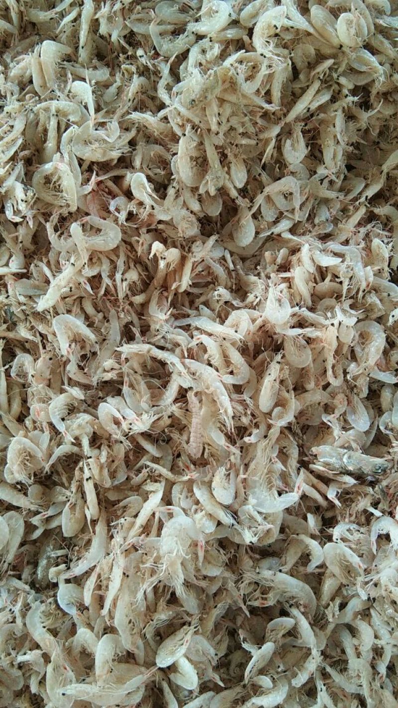 大量虾皮加工中心