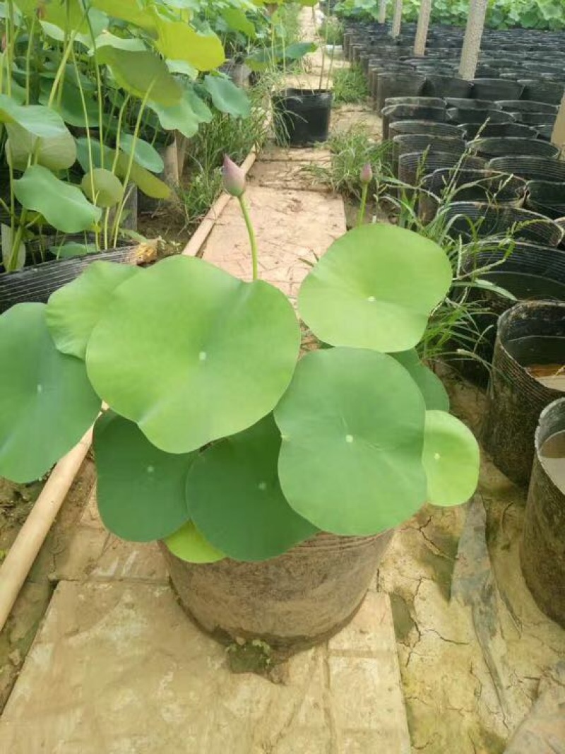 各种盆栽荷花，精品盆栽荷花