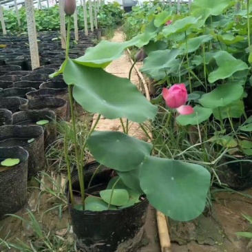 各种盆栽荷花，精品盆栽荷花