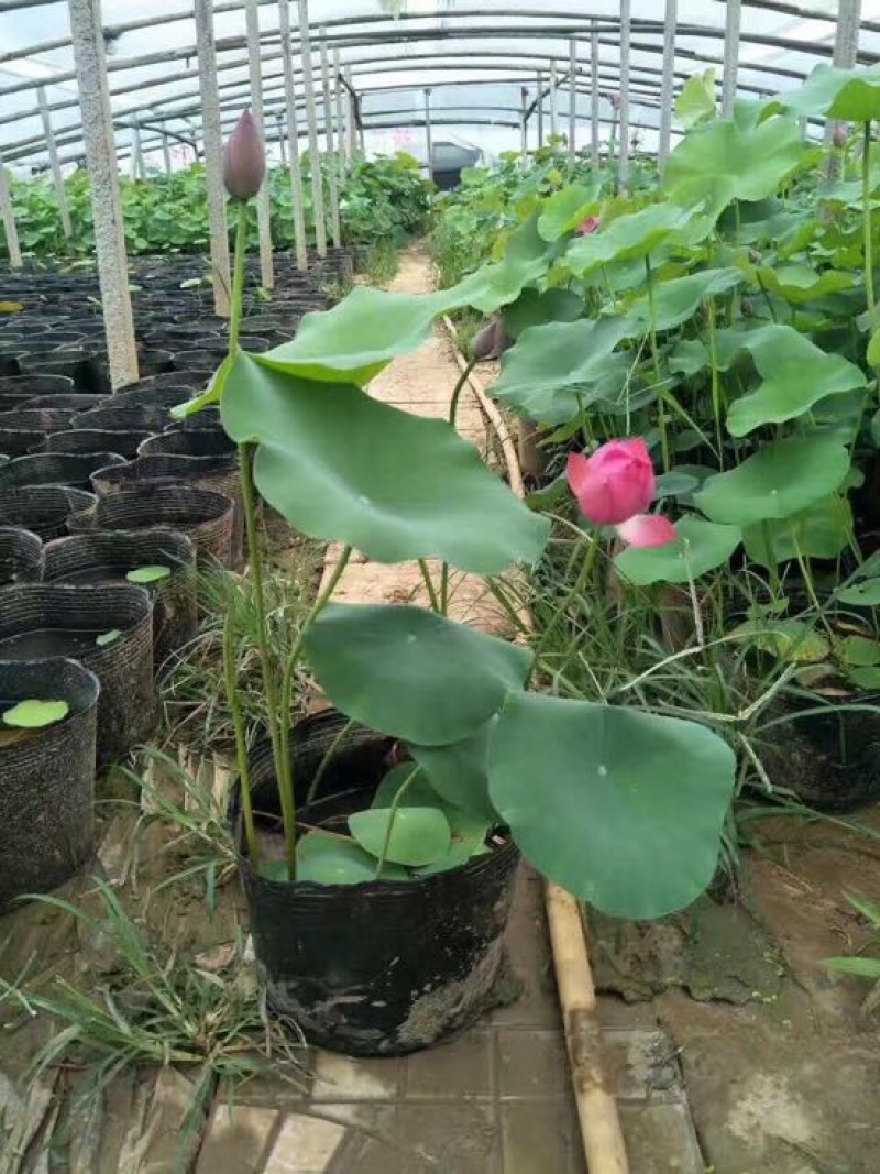 各种盆栽荷花，精品盆栽荷花