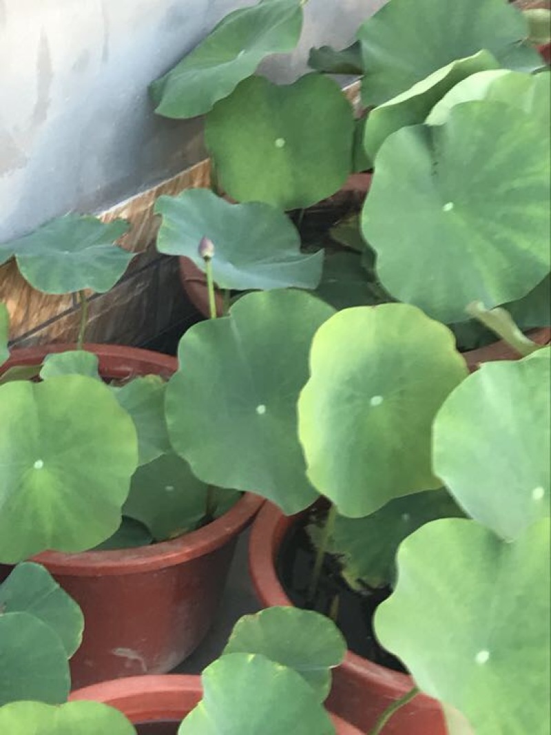 各种盆栽荷花，精品盆栽荷花