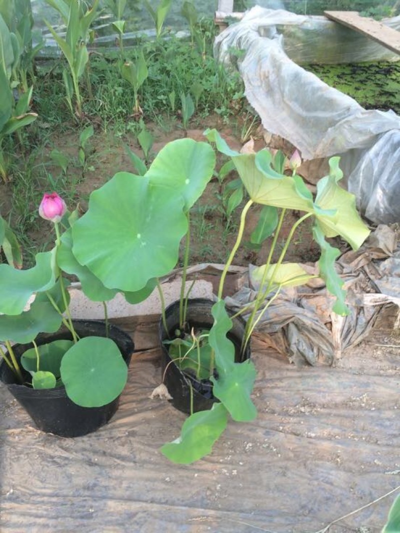 各种盆栽荷花，精品盆栽荷花