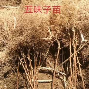 五味子苗