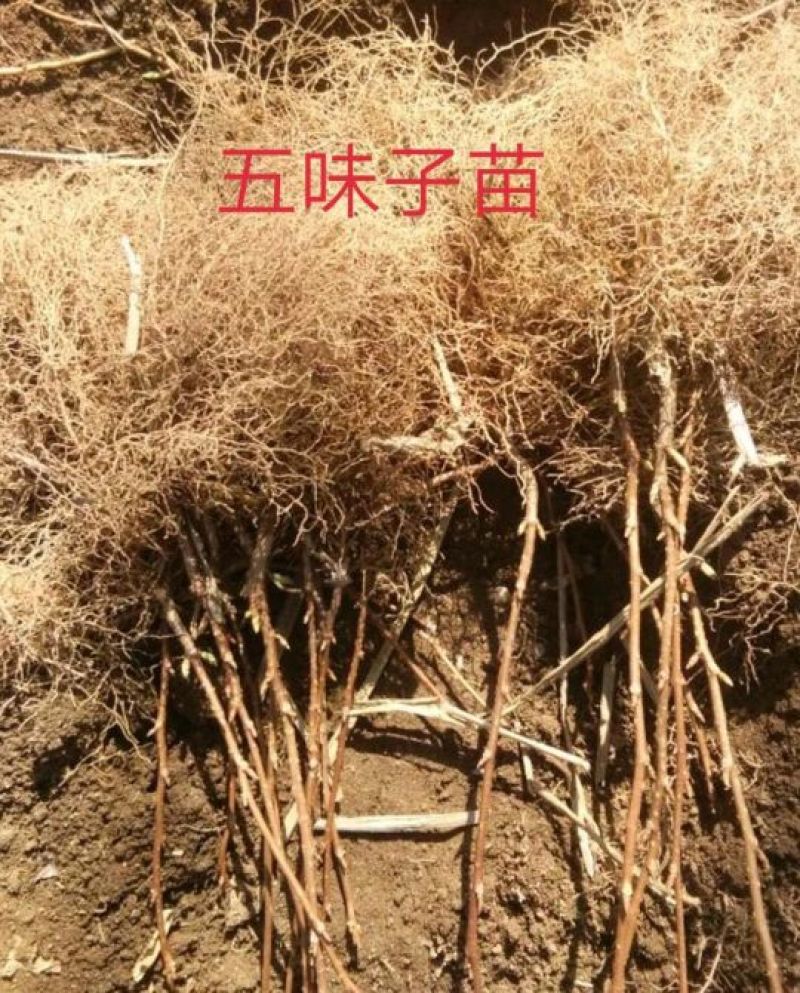 五味子苗
