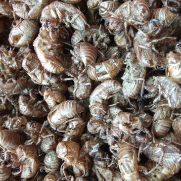 蝉蜕，正中沙地货质量保证