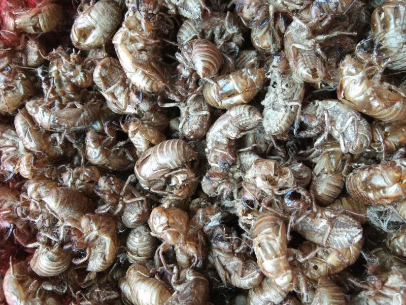 蝉蜕，正中沙地货质量保证