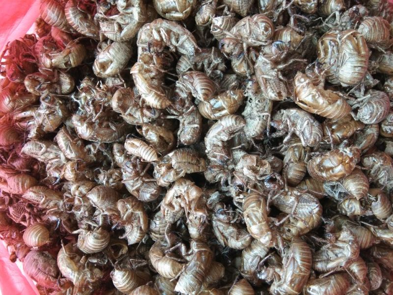 蝉蜕，正中沙地货质量保证