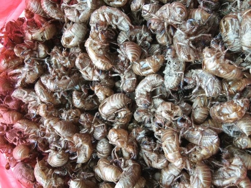 蝉蜕，正中沙地货质量保证