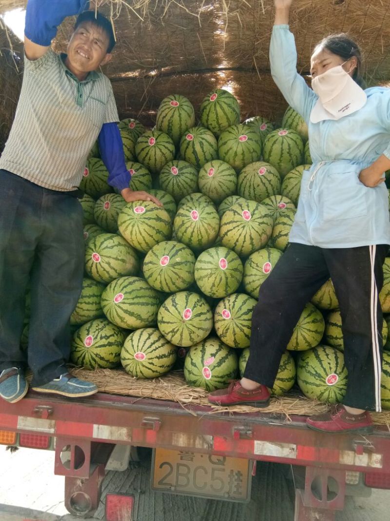 宁夏金城5号上上市啦！产地发货欢迎各地老板来产地订货