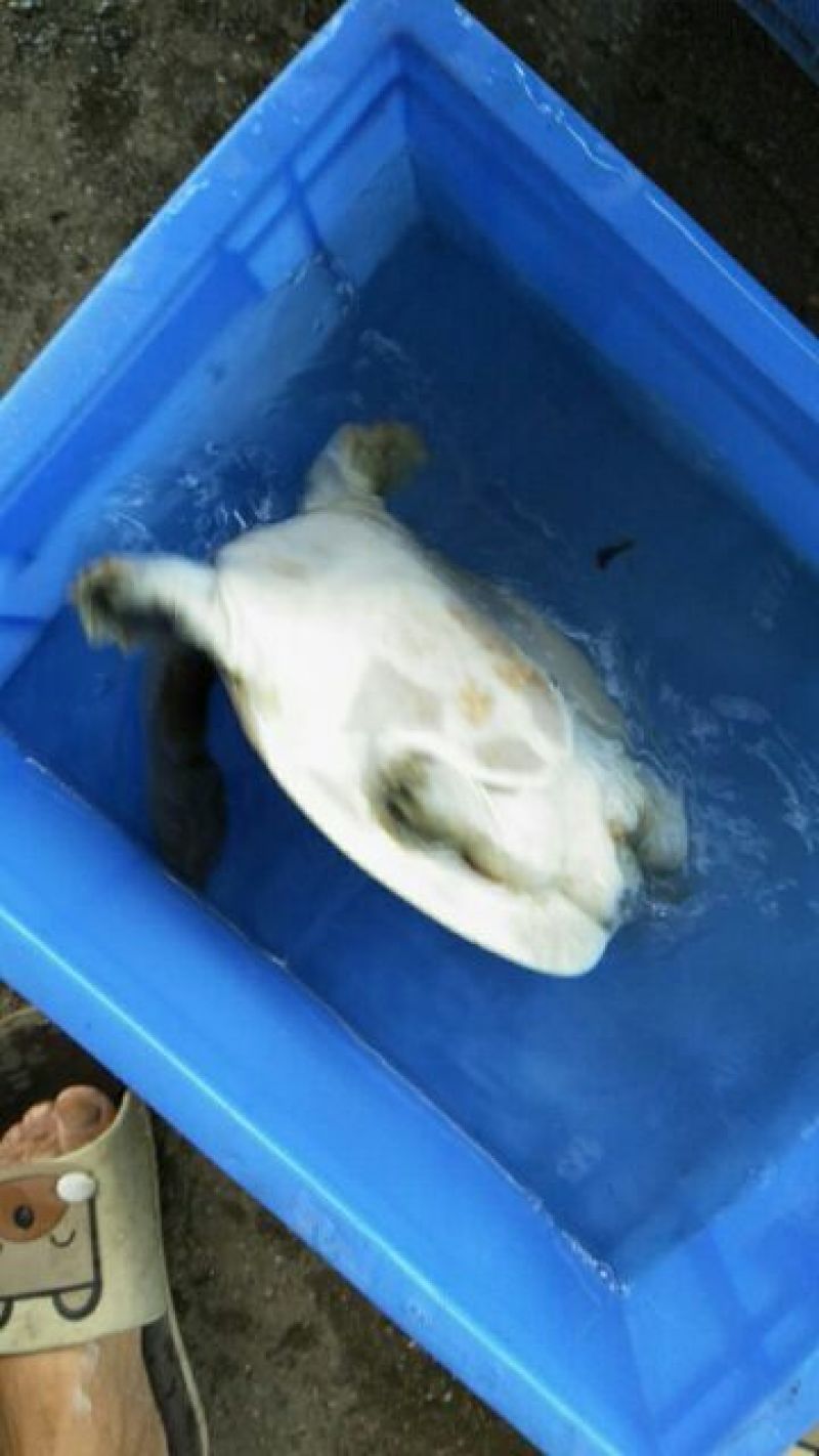 南湾湖野生甲鱼