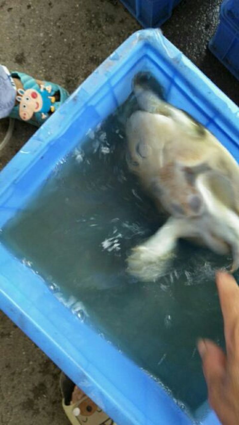南湾湖野生甲鱼