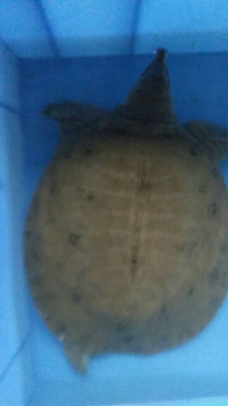 南湾湖野生甲鱼