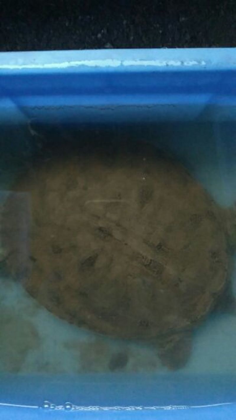 南湾湖野生甲鱼