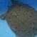 南湾湖野生甲鱼