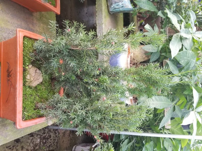 红豆杉