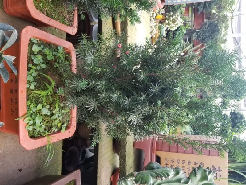 红豆杉