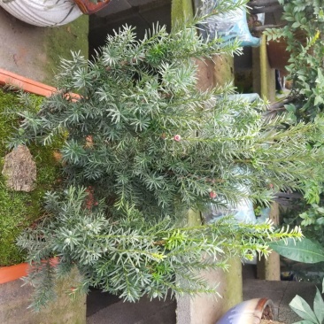 红豆杉