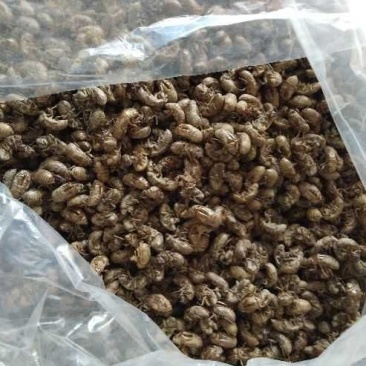 蝉蜕，金蝉壳，爬咋皮，虫蜕