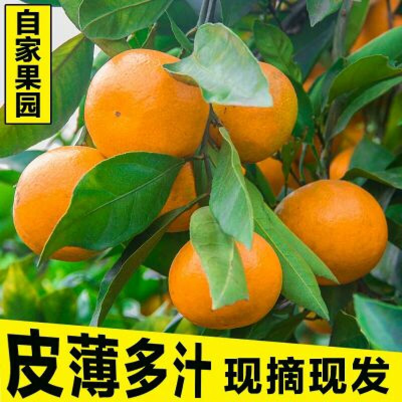 蜜橘基地直供物美价廉，保质保量欢迎订购