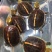 精品黄缘龟苗40-70克(3-5厘米)