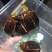 精品黄缘龟苗40-70克(3-5厘米)
