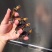 精品黄缘龟苗40-70克(3-5厘米)