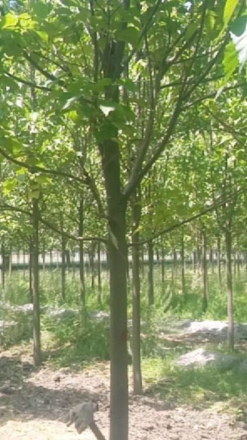 楸树