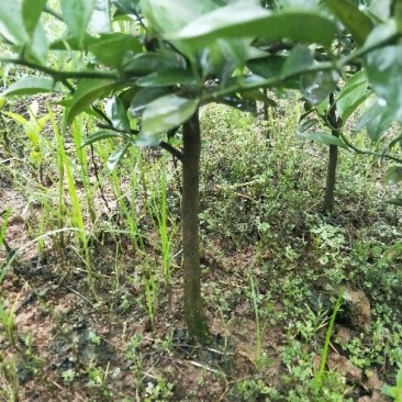 红橘