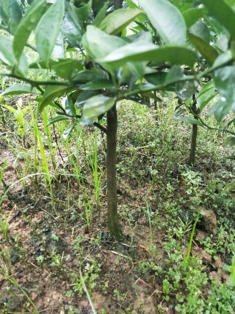 红橘