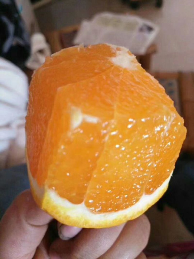 精品优质脐橙产地直销，看货采摘，以质量论价格