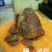 鸡宝