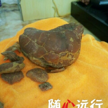 鸡宝